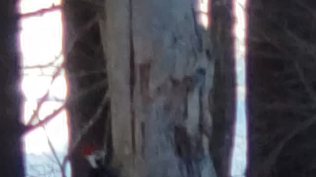The emperor woodpecker