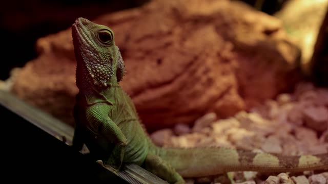 Iguana - 67498