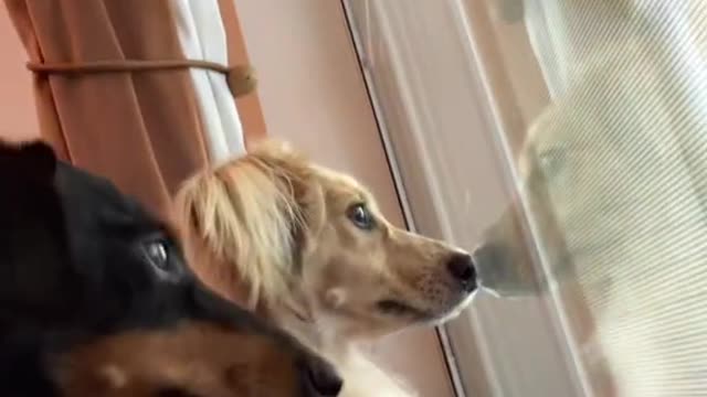 Too cute dog staring at the window