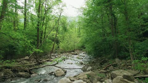 A Jungle and river