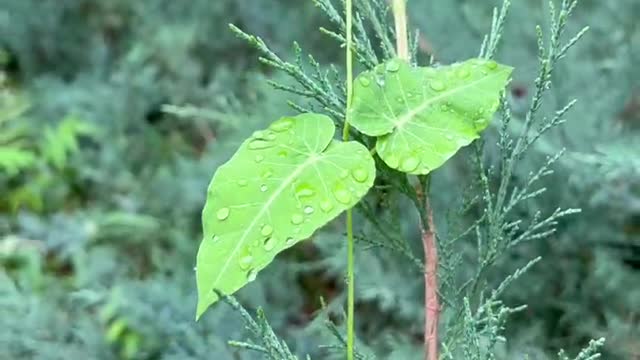 Leaves after rain