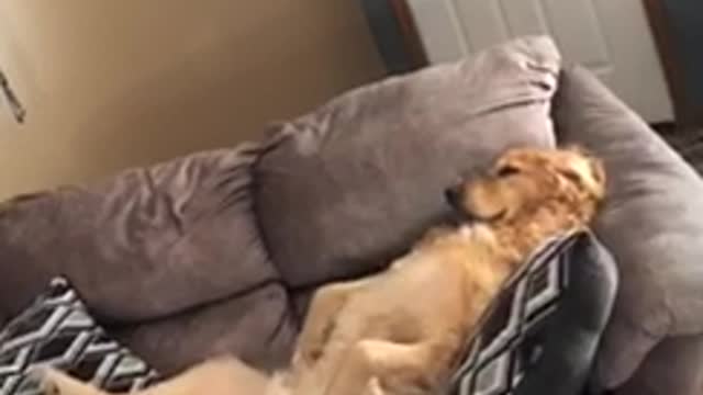 Large golden retriever is laying on a brown sofa watching tv