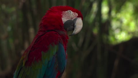 Wow, the feathers of this stainless steel parrot are fiery red, very rare, do you like it