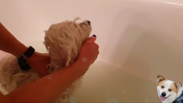 Give a dog a bath | Dog Grooming