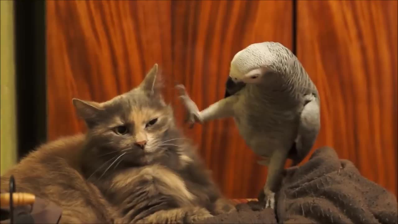 Parrot🦜 and cat🐱