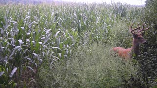 Big Buck Followed Me Around The Corn Field! 8/21/22