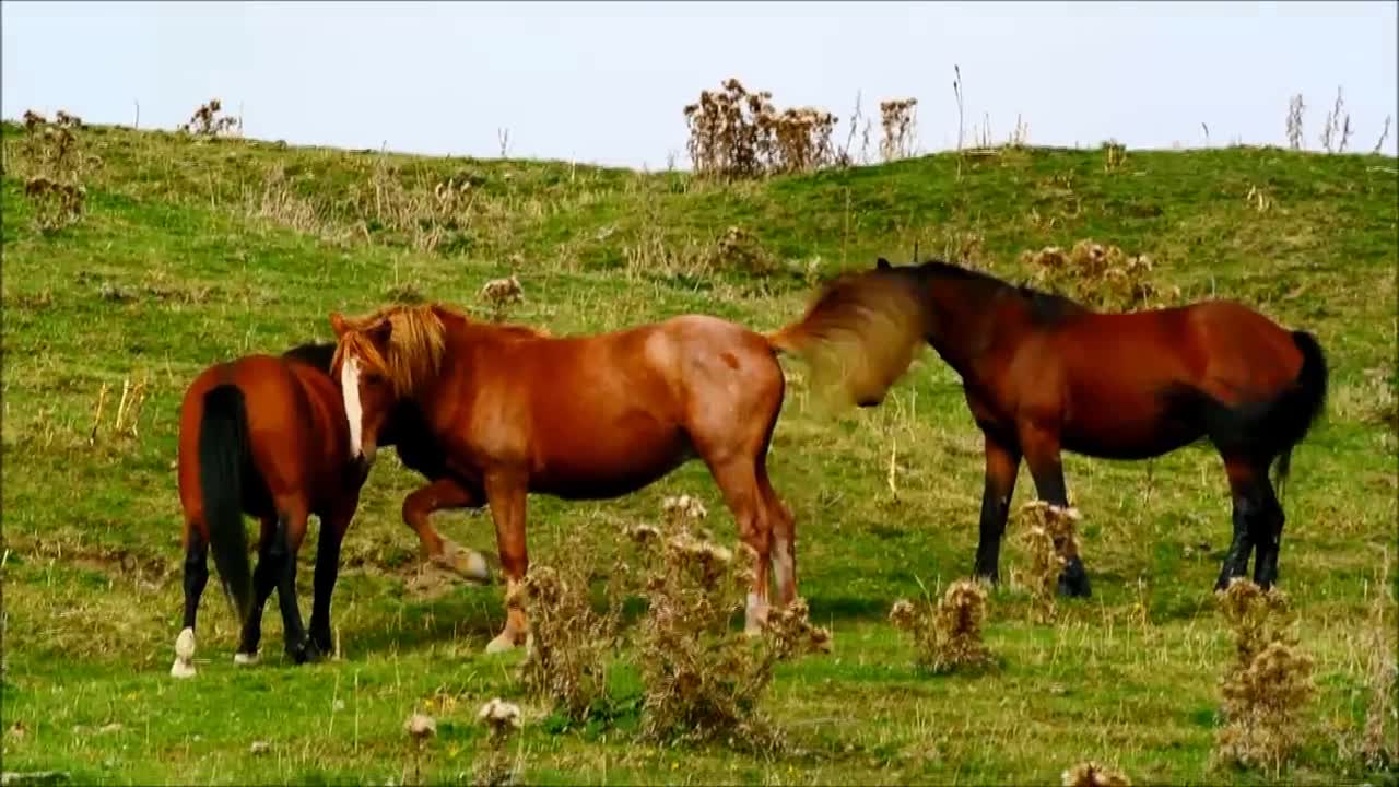 wild horses in ITALY PARK