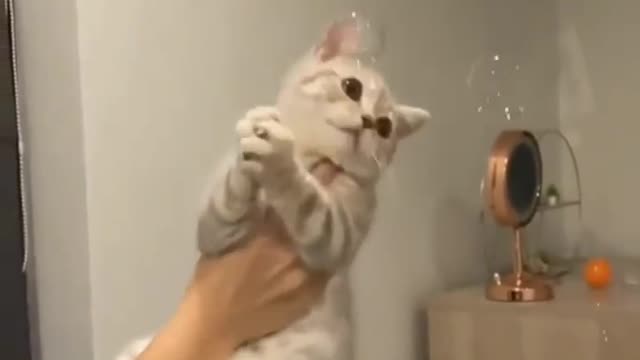 Cute cat moment | cute animals video 2022