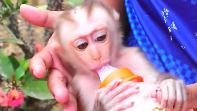 001 Cute Baby Monkey Drinking Milk With Big Milk Bottle-MonkeyAnimals