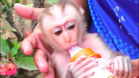 001 Cute Baby Monkey Drinking Milk With Big Milk Bottle-MonkeyAnimals