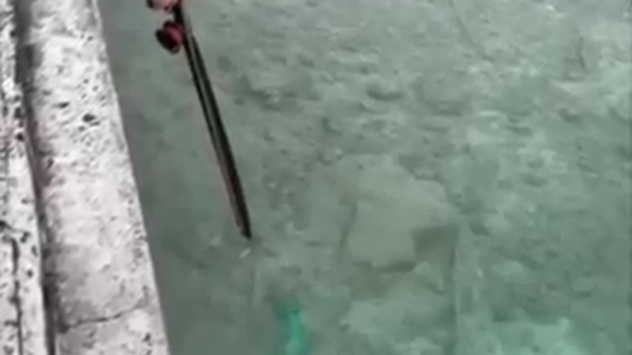 Boy 👦 Catching a 🐟 🐠