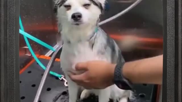 Dogs Favorite part of the dog