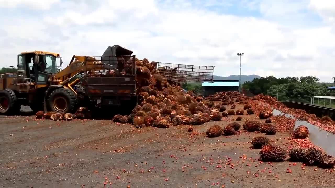 Amazing Oil Palm Fruit Harvesting Machine - Palm Oil Processing in Factory - Palm Oil Production