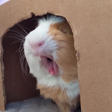 Cute pet yawning 4K HD 🥰😍