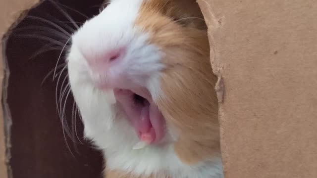 Cute pet yawning 4K HD 🥰😍