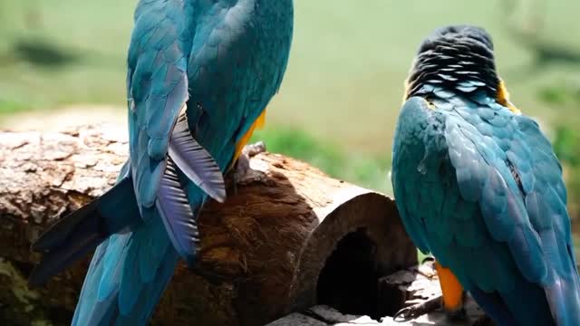 Funny Parrots Videos, Cute Parrots playing