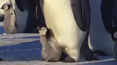 Baby penguin tires to have friend