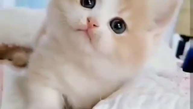 funniest cat reaction 🤣//baby cute cat 😺//funniest cat and dog 😺🐶