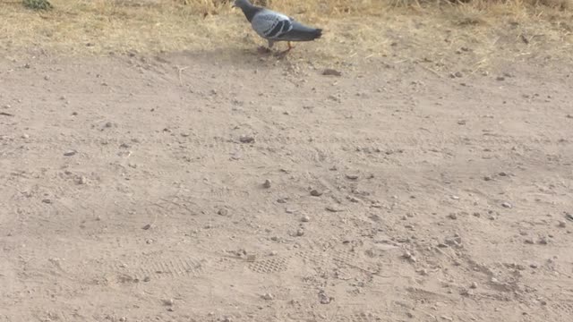 Cute pigeon relaxing