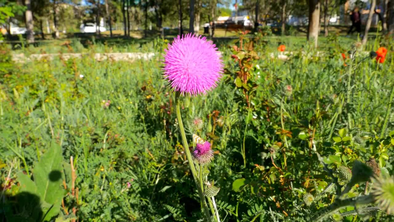 Beautiful Butterfly And Flower