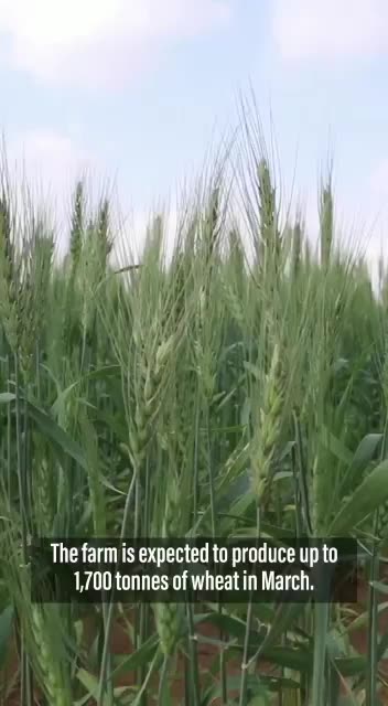 Agriculture process started in UAE