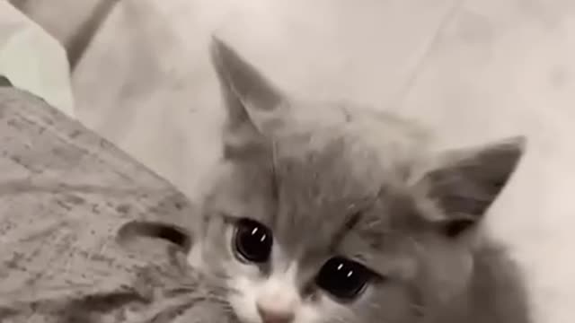 Can't anyone help this cat?