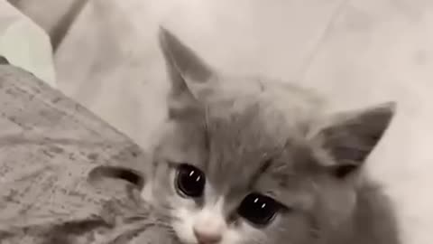 Can't anyone help this cat?
