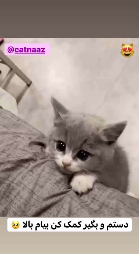 Can't anyone help this cat?