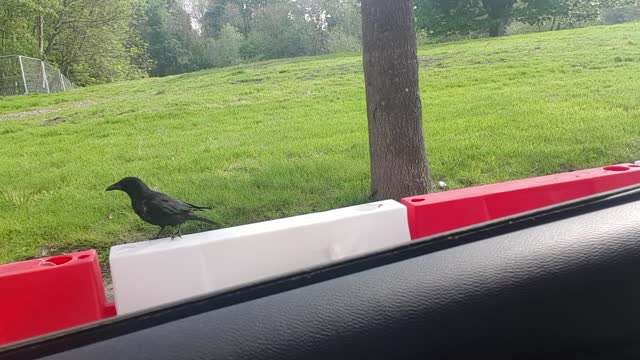 Birds food treat
