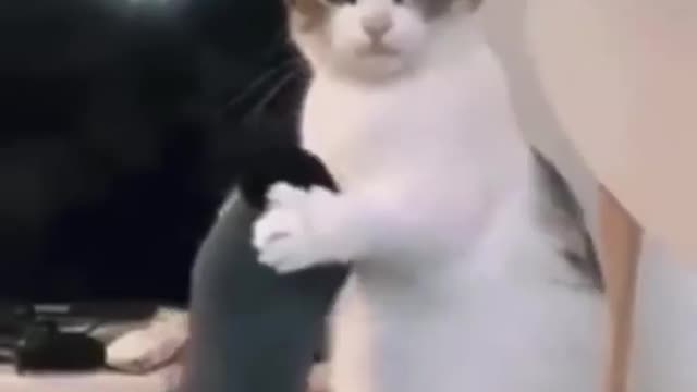 My cute cat 💖