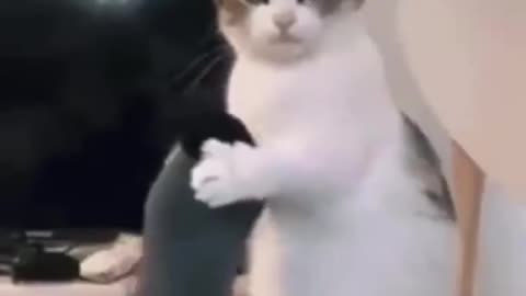My cute cat 💖