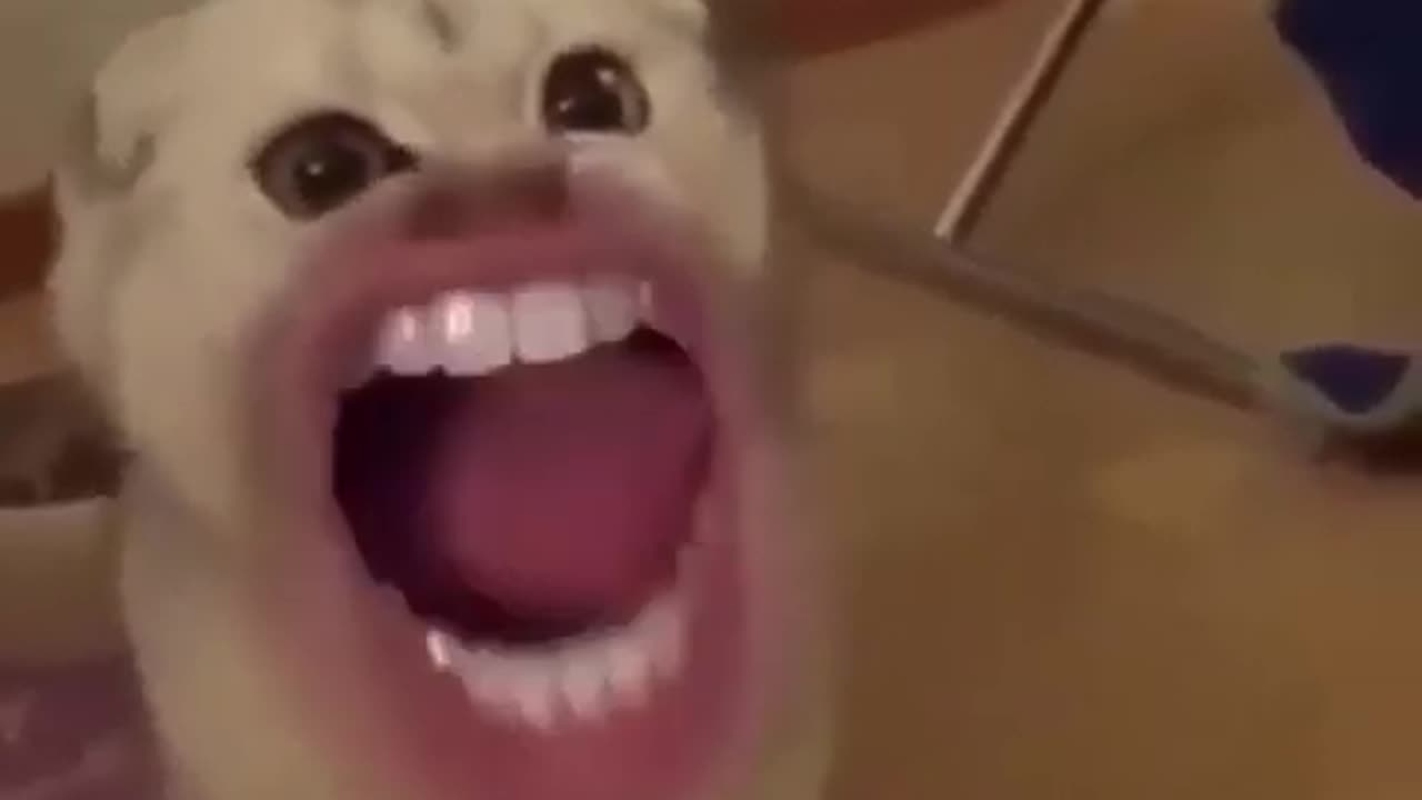 Silly Cats with Human Mouths #viralvideo #funnyvideo #animal #Shorts