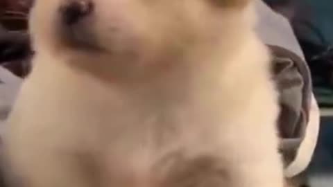 Top Funny Cat Videos