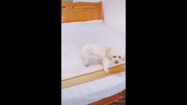 DOG MAKING THE BED TO SLEEP