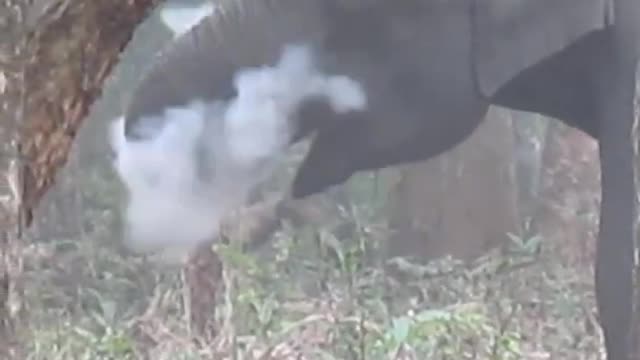 What is this elephant doing with smoke?