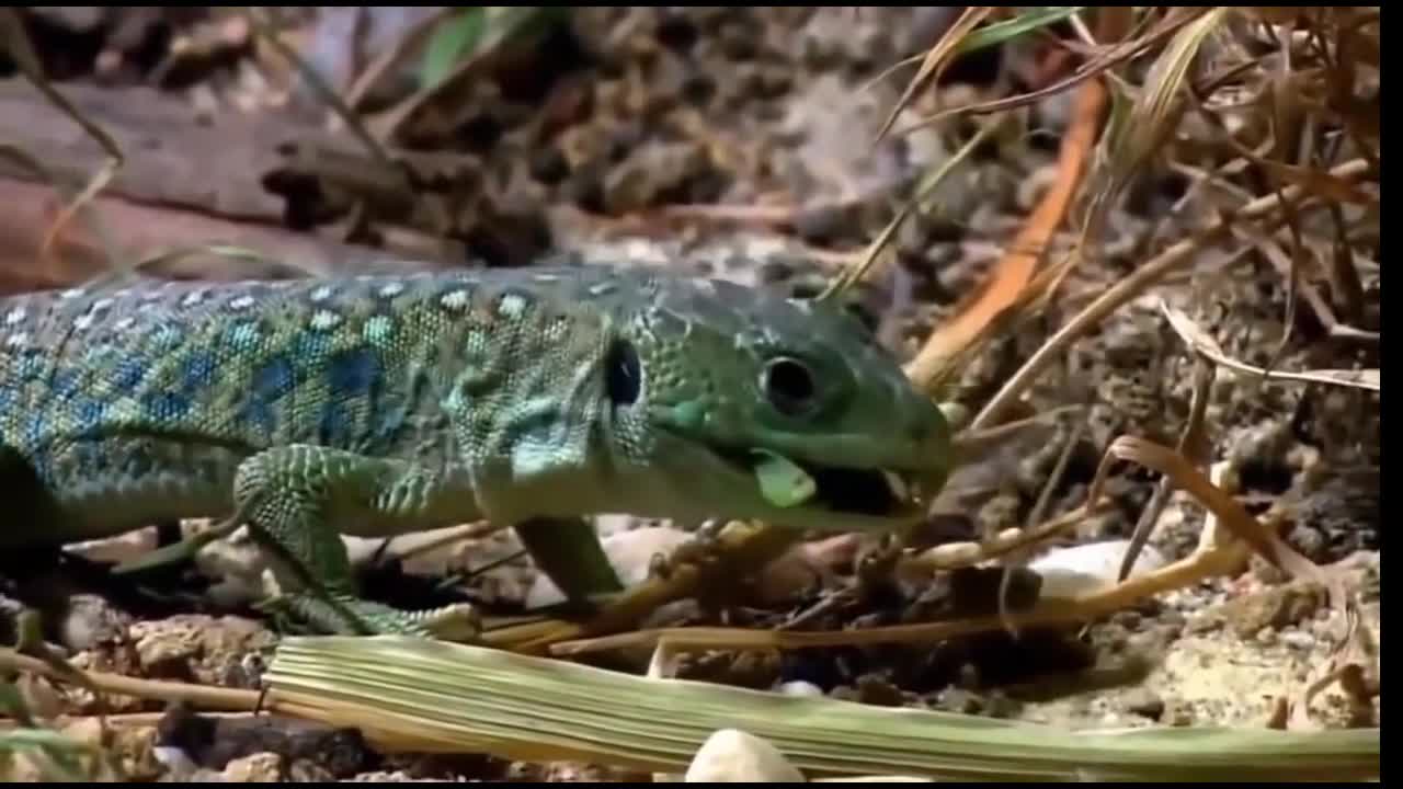 Mantis religiosa vs Lagartija y Geco.