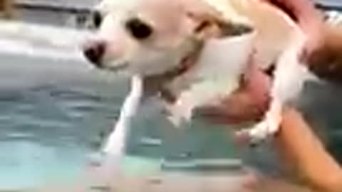 Funny animals