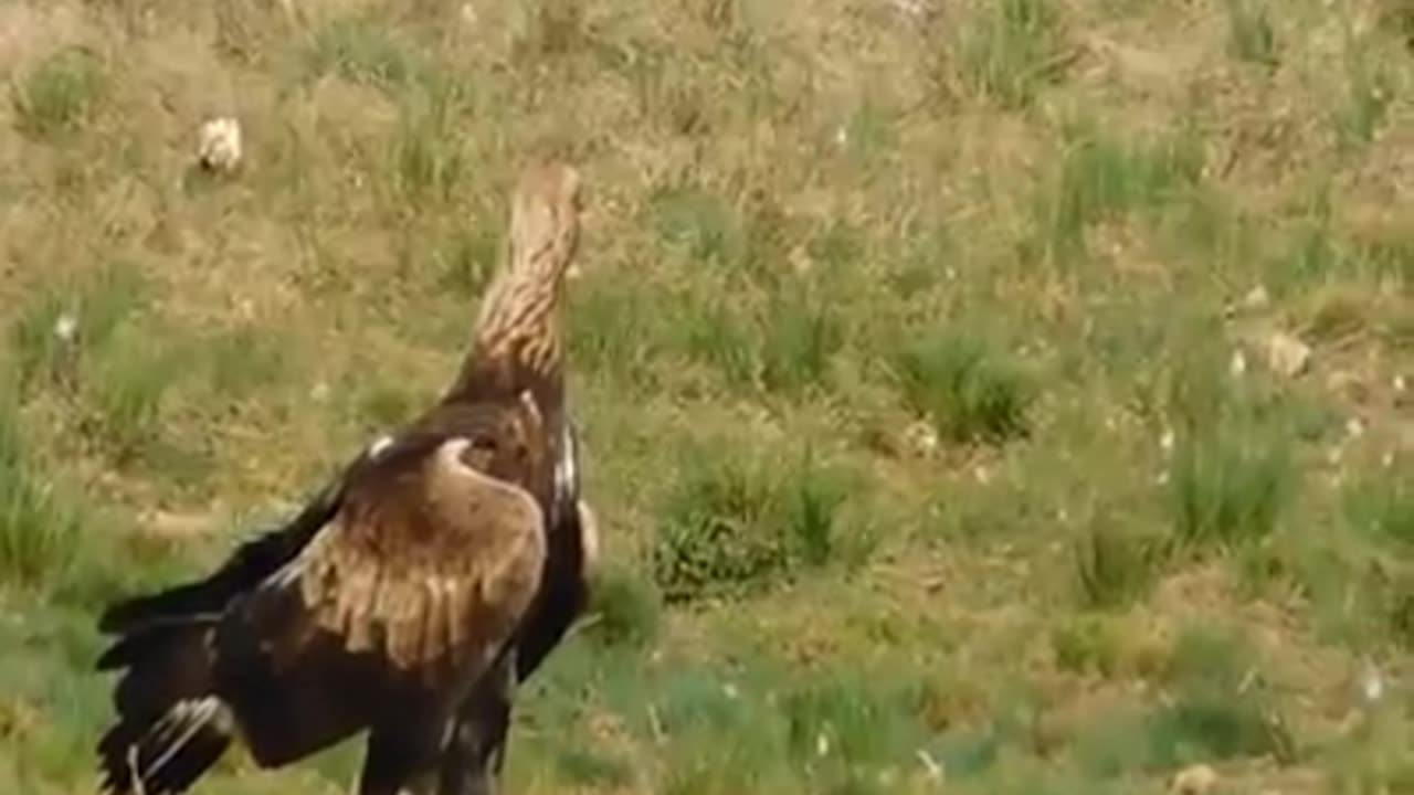 African Eagle