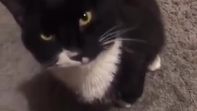 Kittens Sneezing like you've never seen them Super Funny