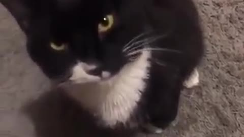 Kittens Sneezing like you've never seen them Super Funny