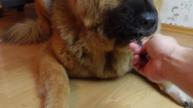 Ultimate Baby Dogs - Cute and Funny Dog Videos Compilation #Shorts