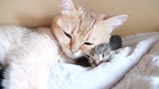 Mother cat sleeps surrounded by baby kittens