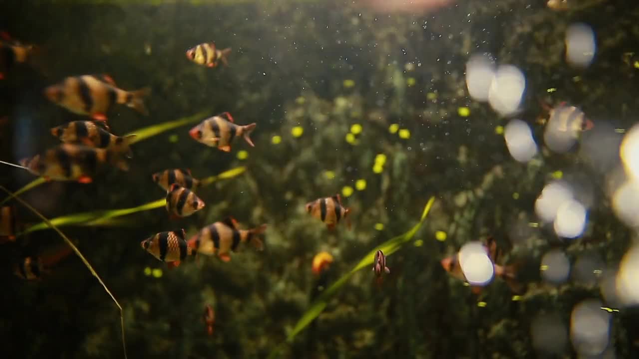 Aquarium with fishes and water bubbles