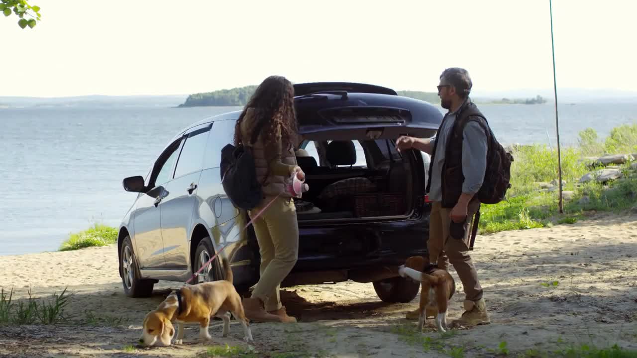 Tourist couple walking with two beagle dogs to car