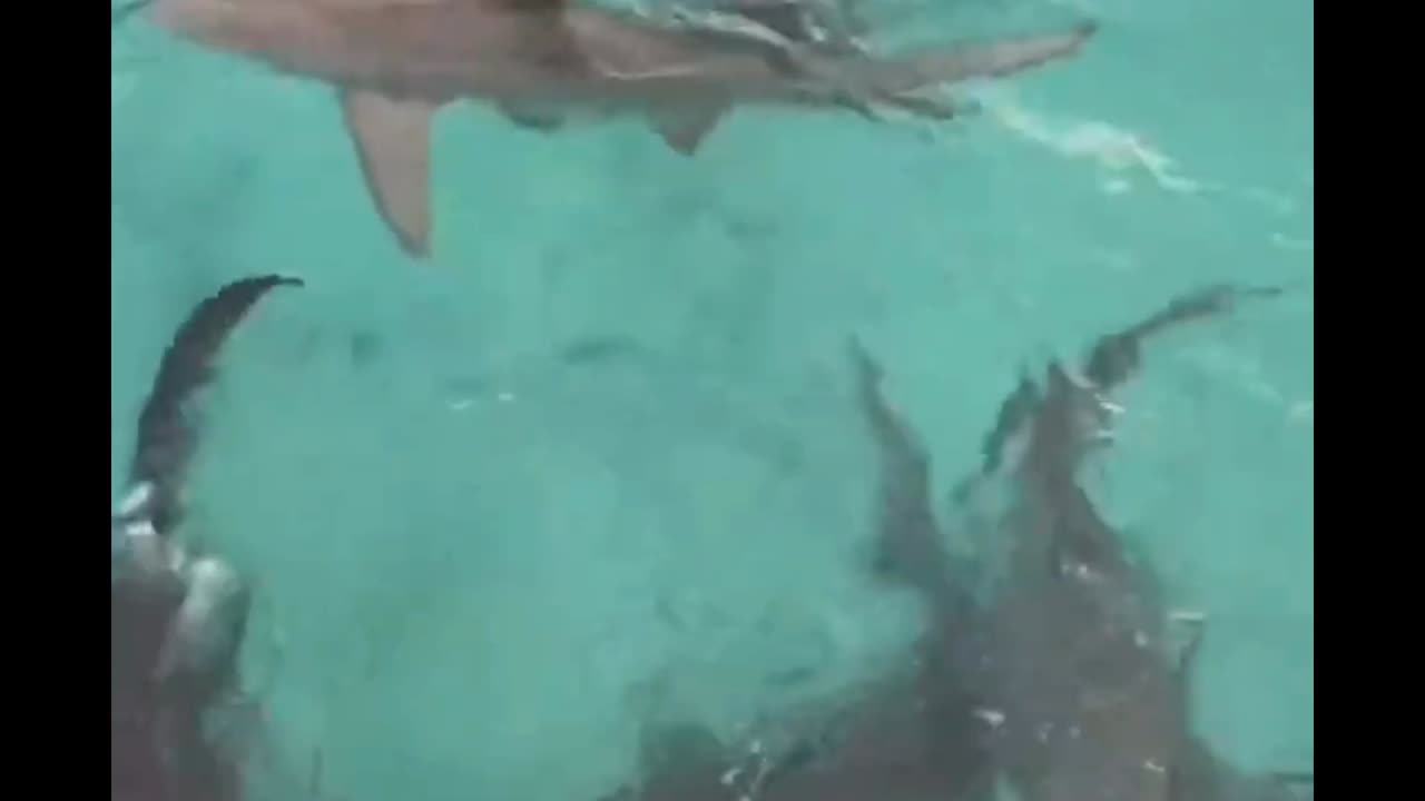 Bull sharks in the Bahamas 🇧🇸