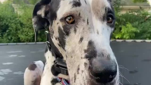 THE GREAT DANE Dog Video 97 - Great Dane Compilation - Tallest Dog in The World