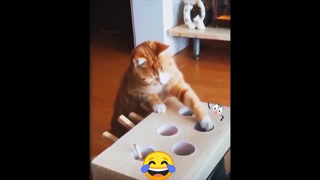 Funniest Dogs and Cats - Awesome Funny Pet Animals Life Videos