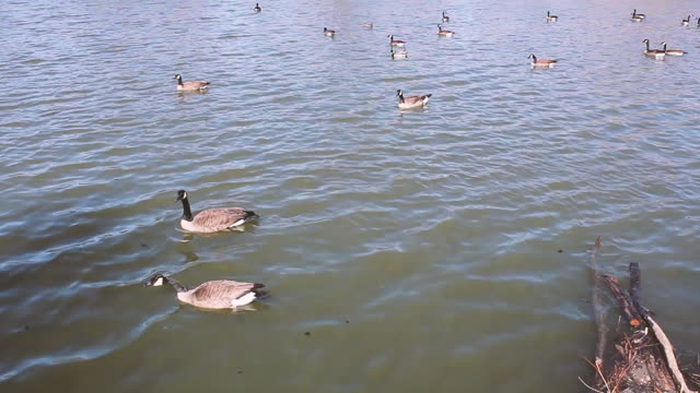 flock of geese on the pond