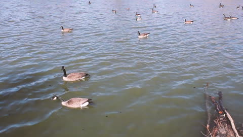 flock of geese on the pond