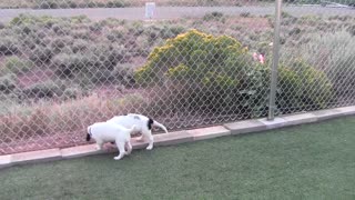Eagle Rock Large Munsterlander Kennel "B" litter puppies